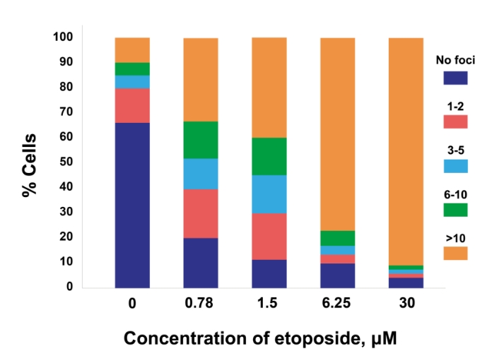 Concentration of etoposide graph
